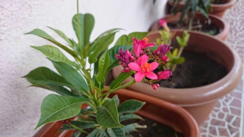 Maak je buitenruimte het hele jaar door prachtig met ultra-resistente planten