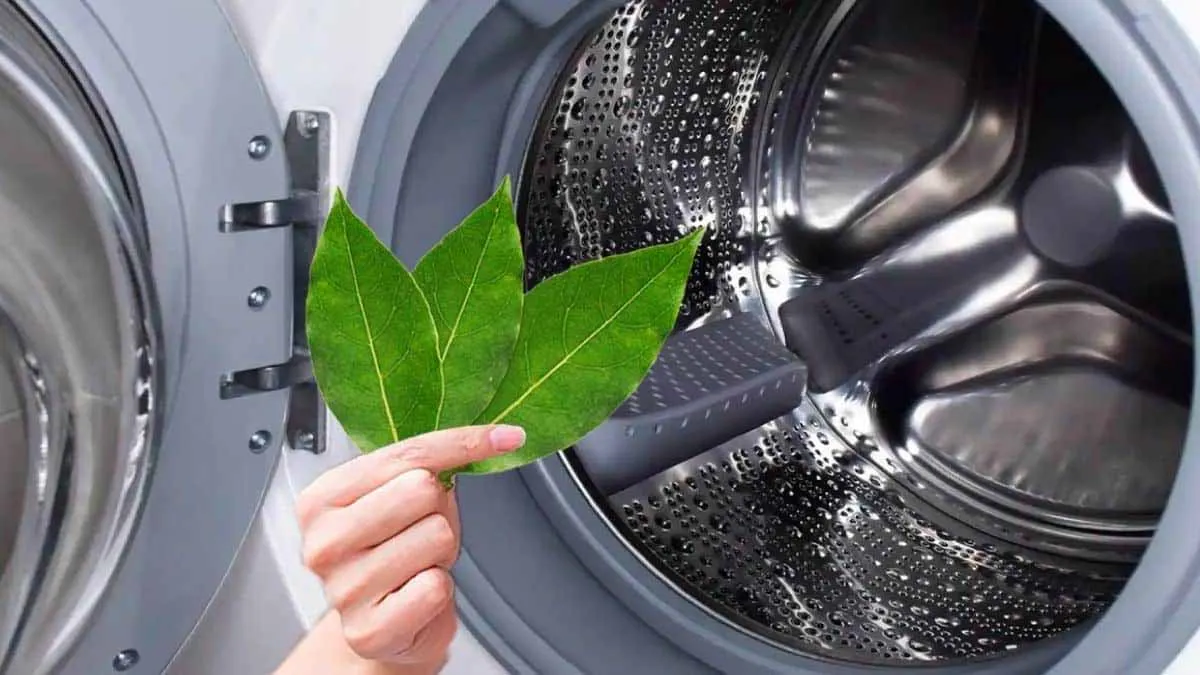 De veelzijdigheid van laurier: van keuken tot wasmachine