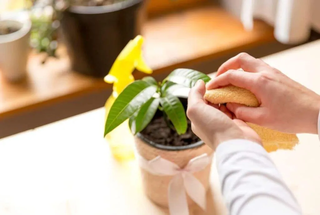 Het belang van het schoonmaken van plantbladeren