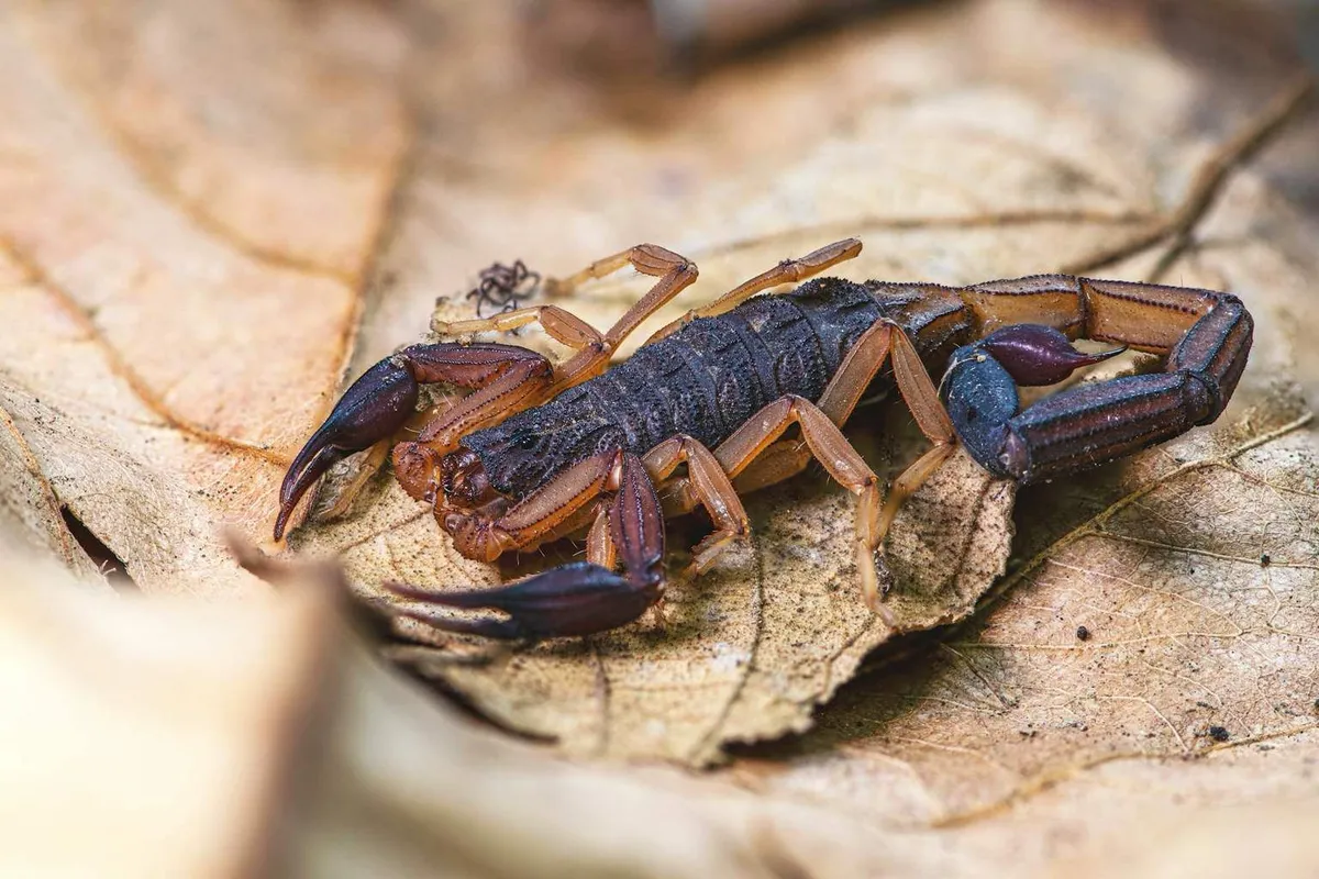 De verrassende connectie tussen schorpioenen en tuinbeplanting