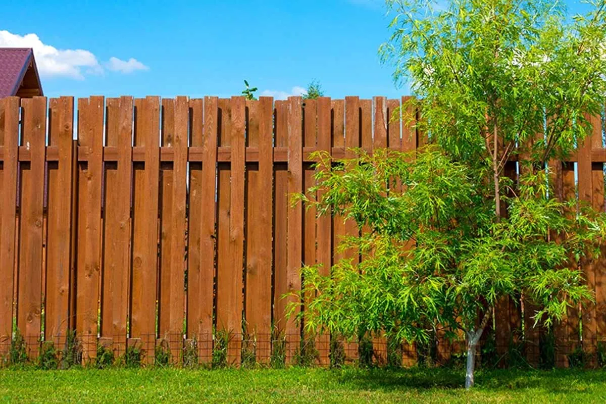 Tips voor het snoeien van de boom van je buurman