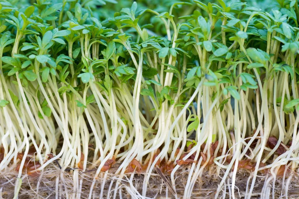 Waterkers: Het meest nutriëntrijke voedsel ter wereld